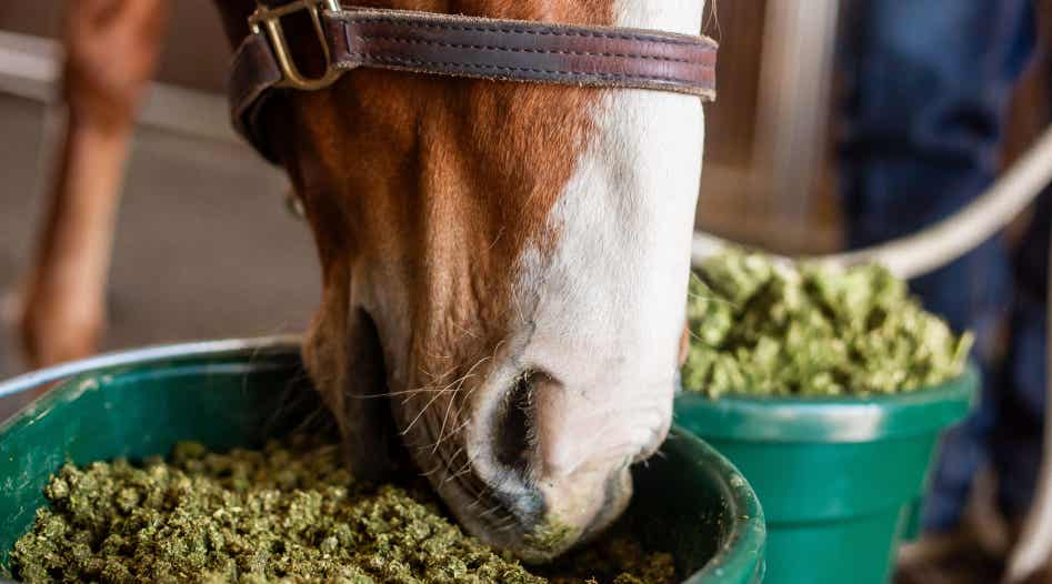 Horse eating chopped forage from a bucket.