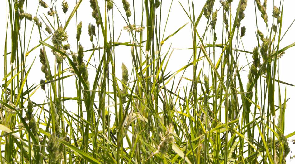Orchardgrass with seed heads.