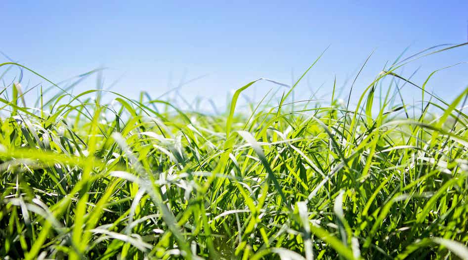 Teff grass growing under a blue sky.