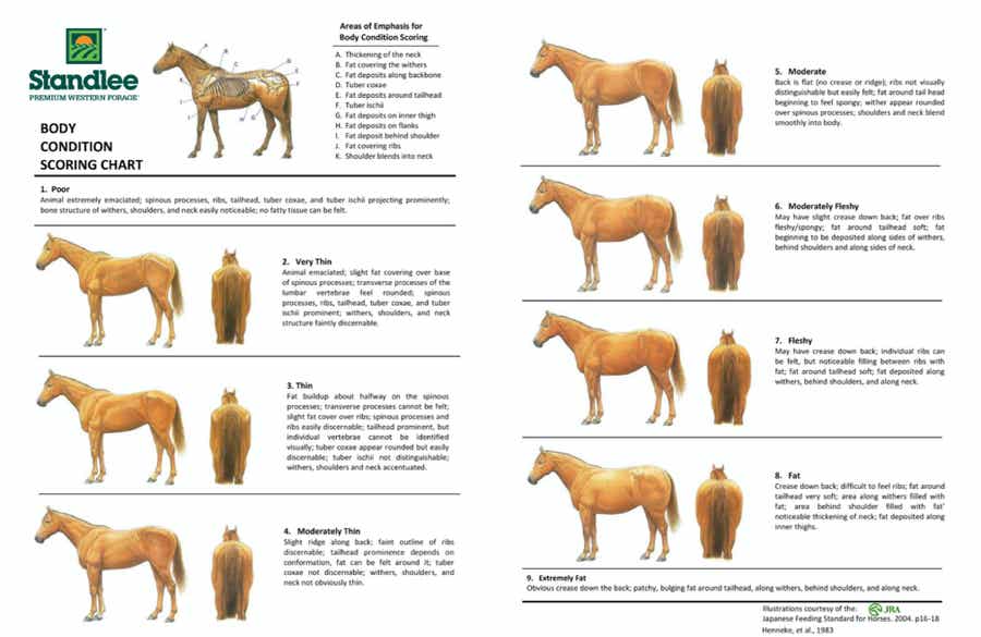 Horse Body Condition Chart