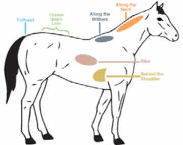 Horse Feeding Diagram