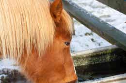 Horse Feeding in Snow