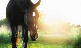 Horse Eating Grass in the Morning