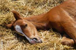 Horse Sleeping on Straw