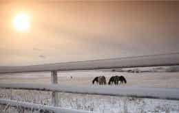 Horses in a Snowy Field