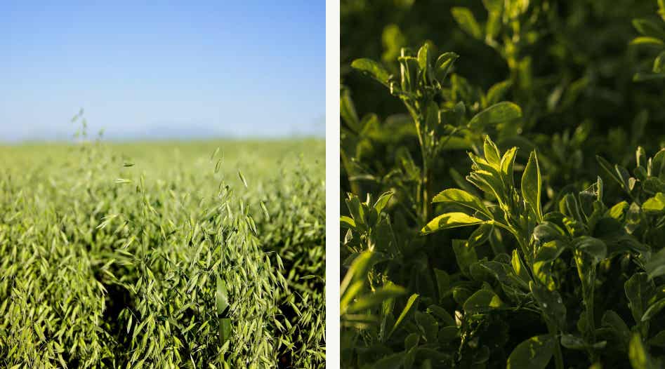 Oat grass and alfalfa growing side by side.