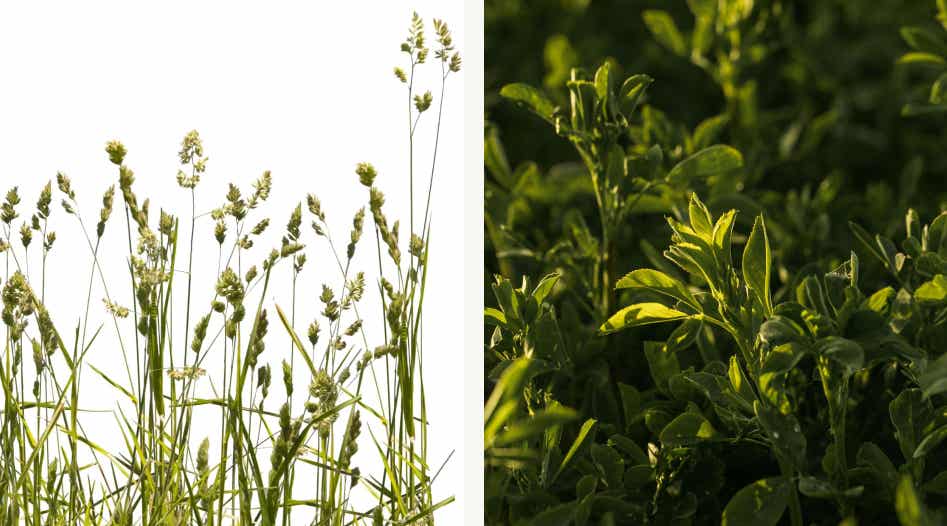 Orchardgrass and alfalfa growing side by side.