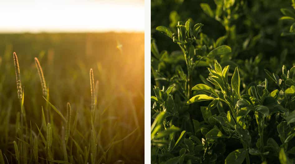 Timothy grass and alfalfa growing side by side.