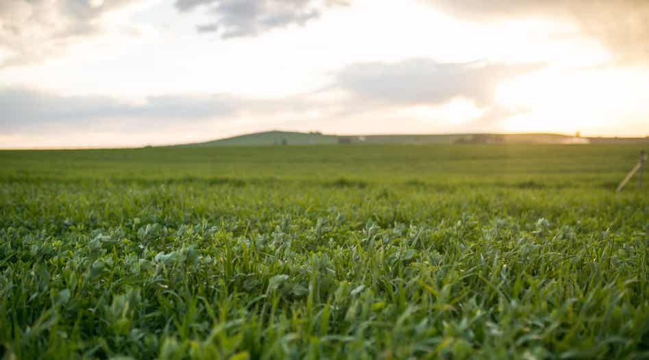 Field of mixed forage at sunset.