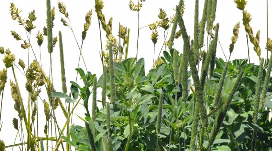 Alfalfa and grass growing together.