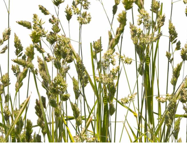 Orchard grass closeup