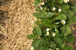 Straw and Foliage