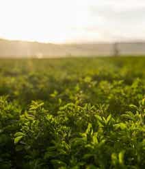 Sunny alfalfa field