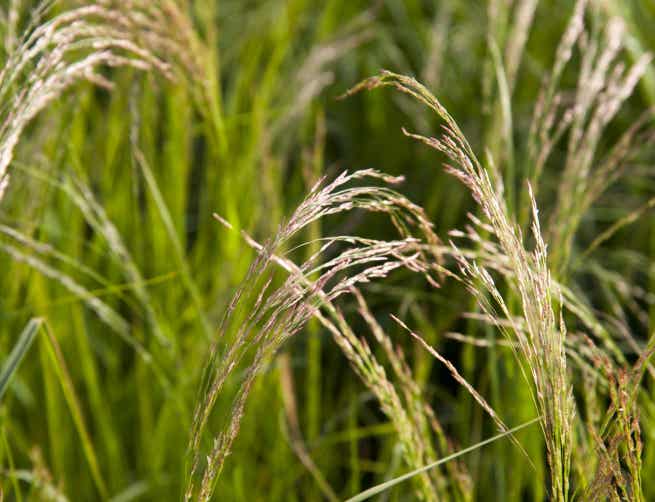 Teff grass closeup