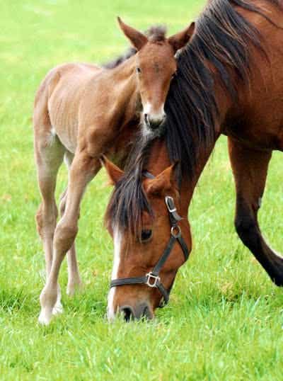 Young horse with Mother