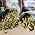 Alfalfa Forage Bites, Cattle Treats – Star Anise Flavored thumbnail #6