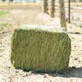 Alfalfa Orchard Grass Grab & Go Compressed Bale thumbnail #7