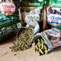Alfalfa Forage Bites - Banana Flavored Horse Treats thumbnail #7