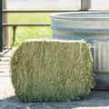 Certified Timothy Grass Compressed Bale thumbnail #7