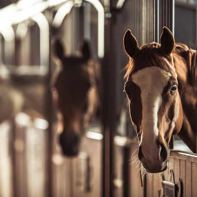 Horses in barn
