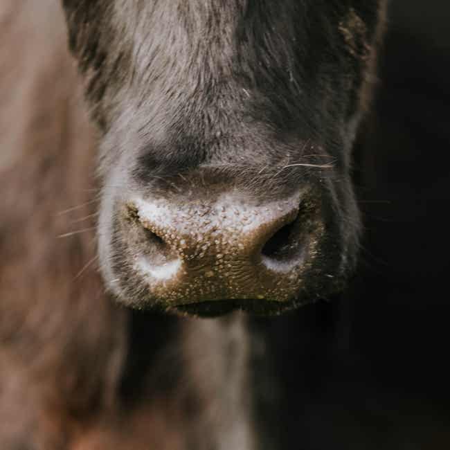 Closeup of cow snout