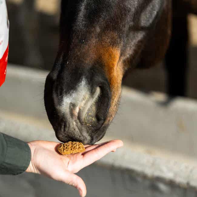Closeup of horse being fed Carrot Oat Bake treats