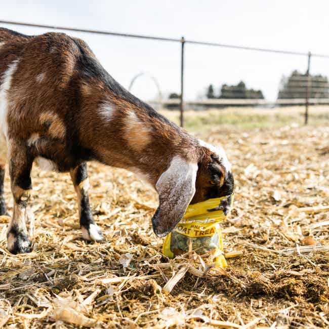 Goat sticking its head inside Grazlee Banana Treat bag eating treats.