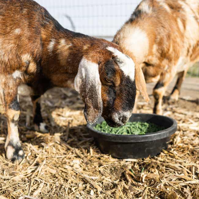 Goats eating Alfalfa Power Pellets.