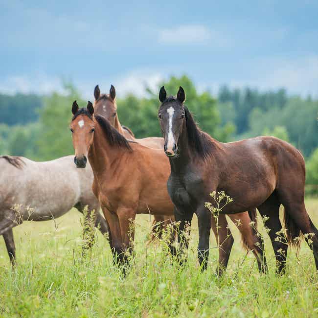 Group of horses in field