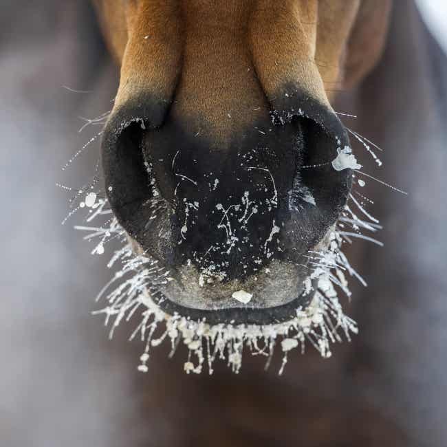 Closeup of horse snout with frost on whiskers