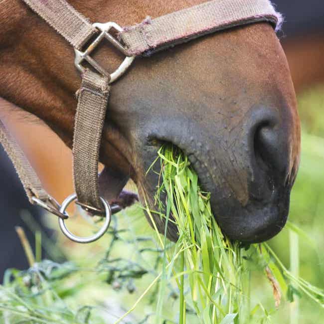 Horse eating closeup