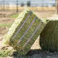 Orchard Grass Compressed Bale thumbnail #2