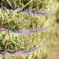 Orchard Grass Compressed Bale thumbnail #3