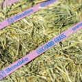 Orchard Grass Compressed Bale thumbnail #5