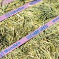 Orchard Grass Grab & Go Compressed Bale thumbnail #5