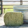 Orchard Grass Grab & Go Compressed Bale thumbnail #7