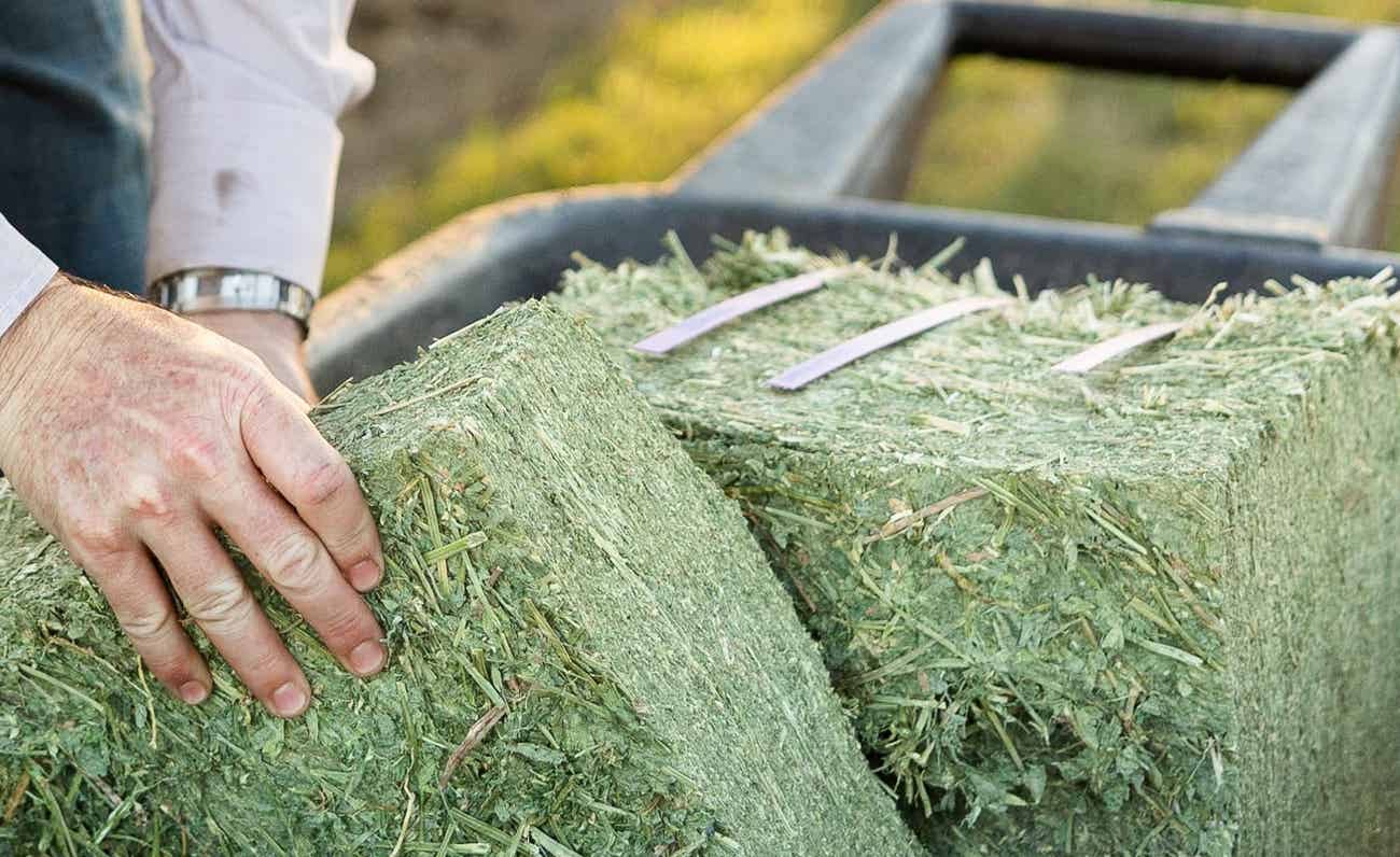 Premium Alfalfa Compressed Bale | Standlee Forage