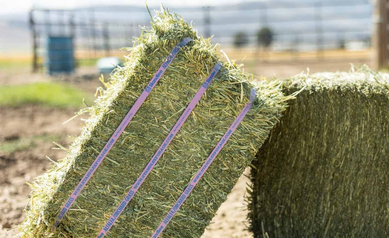 Premium Alfalfa Orchard Grass Compressed Bale | Standlee Forage