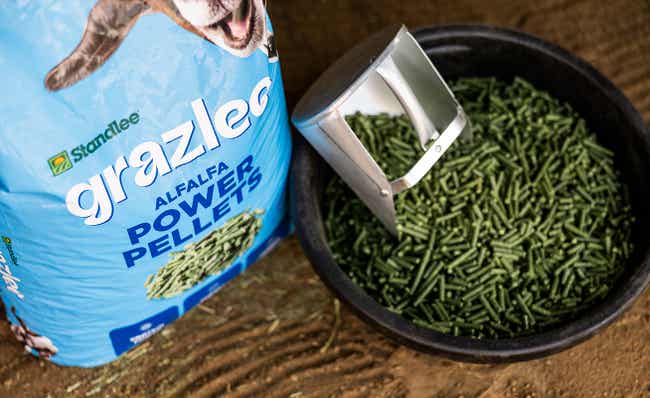 Grazlee Alfalfa Power Pellets with a scoop in a feeding bowl.