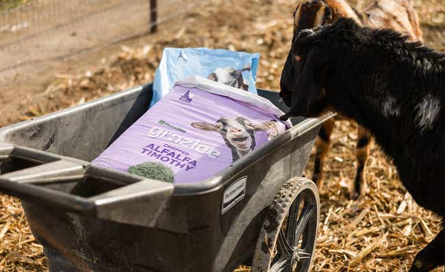 Goat looking at Grazlee Chopped Alfalfa Timothy package in a wheelbarrow.