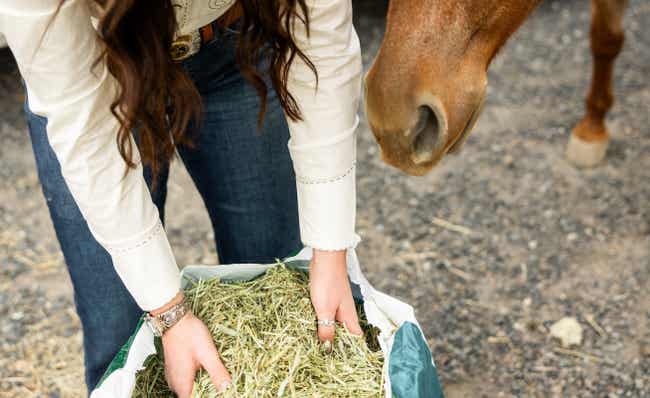 Feeding horse out of bag