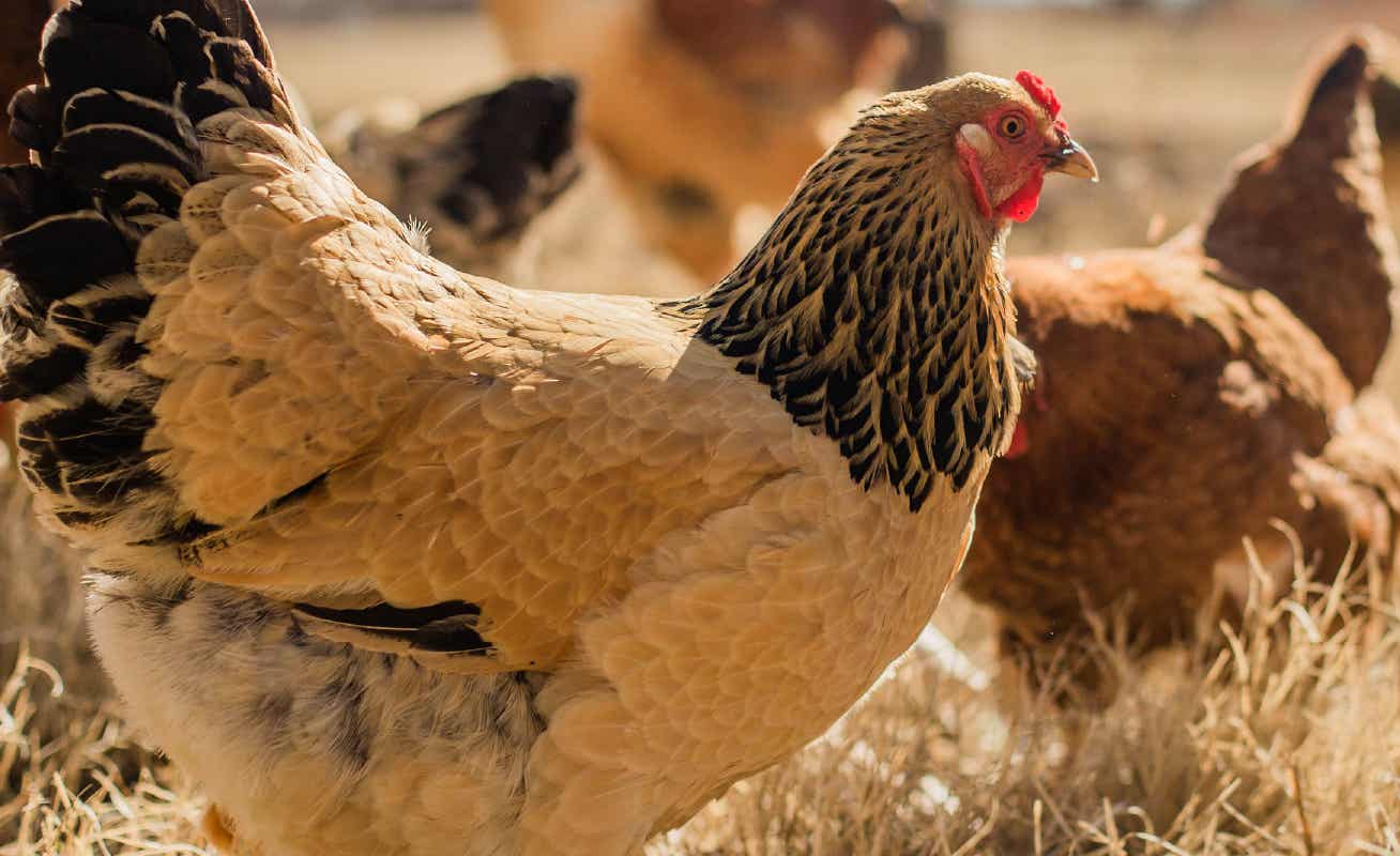 Sweet PDZ Coop Refresher – All-Natural Odor Control