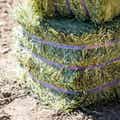 Timothy Grass Compressed Bale thumbnail #6