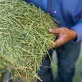 Timothy Grass Grab & Go Compressed Bale thumbnail #3