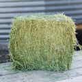 Timothy Grass Grab & Go Compressed Bale thumbnail #5