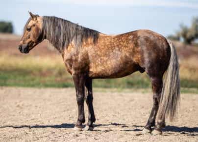 Horse side profile example