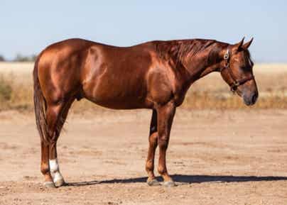 Horse side profile additional example