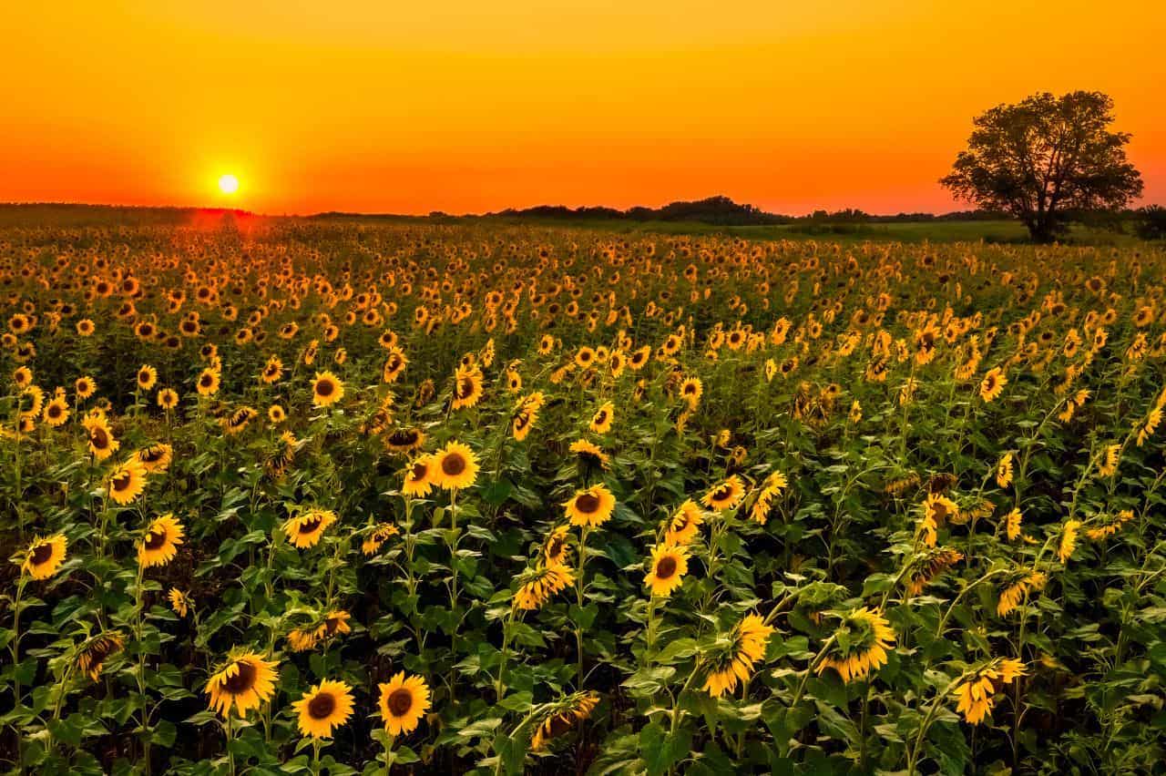 Field of sunflowers at dusk