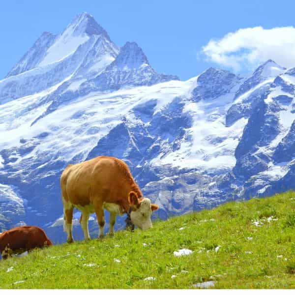 Cow grazing in front of granite mountain peak