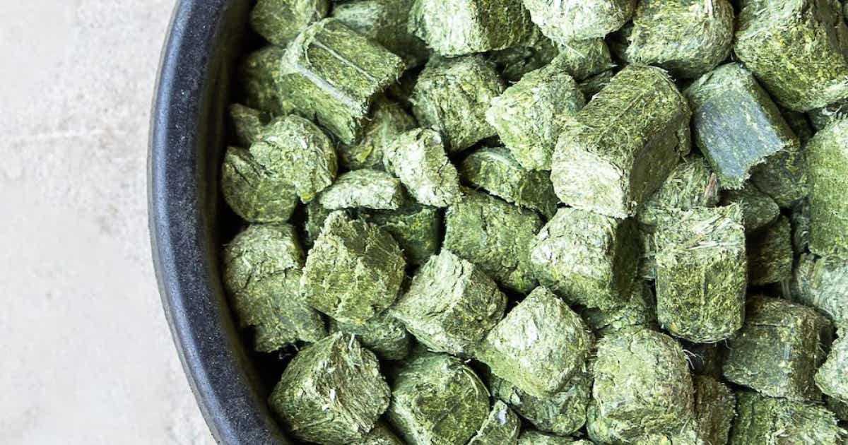 Certified Alfalfa Cubes for horses | Standlee Forage